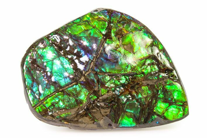 Iridescent Ammolite (Fossil Ammonite Shell) - Greens & Blues #336292